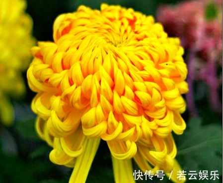 喜欢菊花,不如养盆“菊中珍品”檀香钩环,花似黄金,蕊似碧玉!