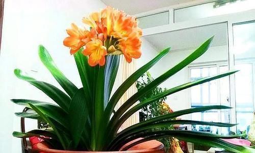 微酸性|一种“万能土”,养花的人抢着挖,养兰花、君子兰杠杠滴