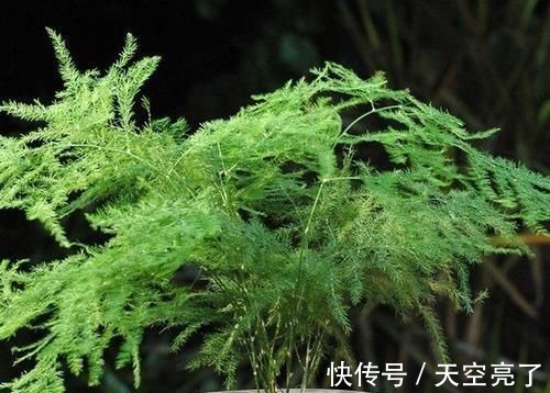 蚯蚓|1种不起眼的小东西,用来养文竹,四季不黄叶,蹭蹭冒新芽