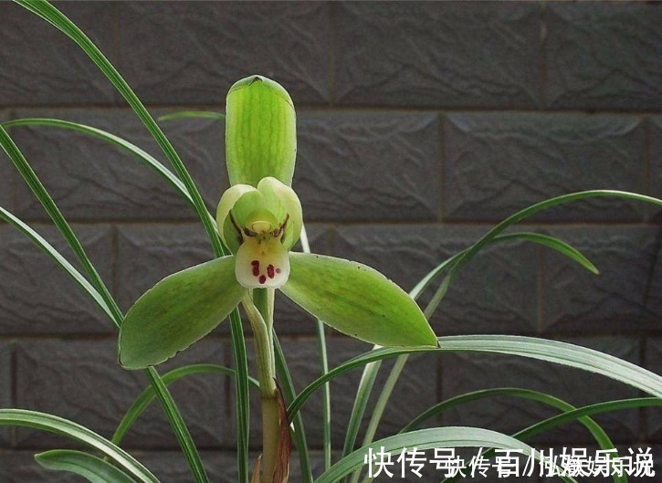 养护|兰花夏天怎么养教你3个养护小妙招，兰花安然度夏，叶子不发黄