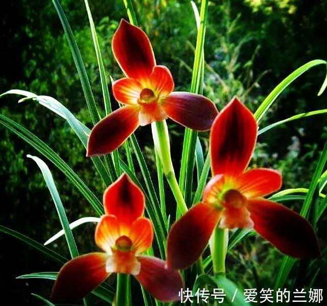 植物|这种植物堪称“国兰第一红”,红艳而不俗,新手也能养好
