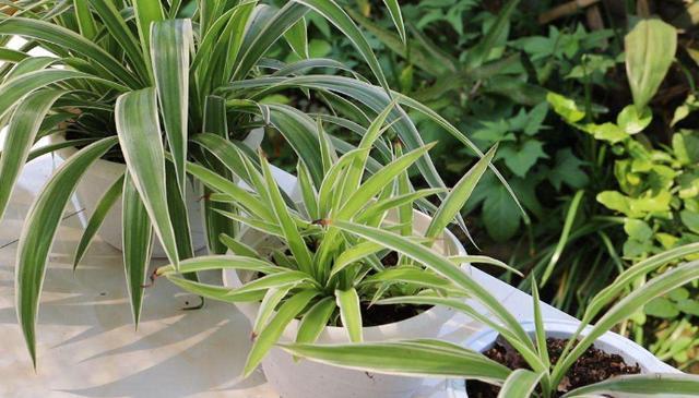 让吊兰叶子变肥变宽的3个“方法”，越长越有活力，叶更多更美