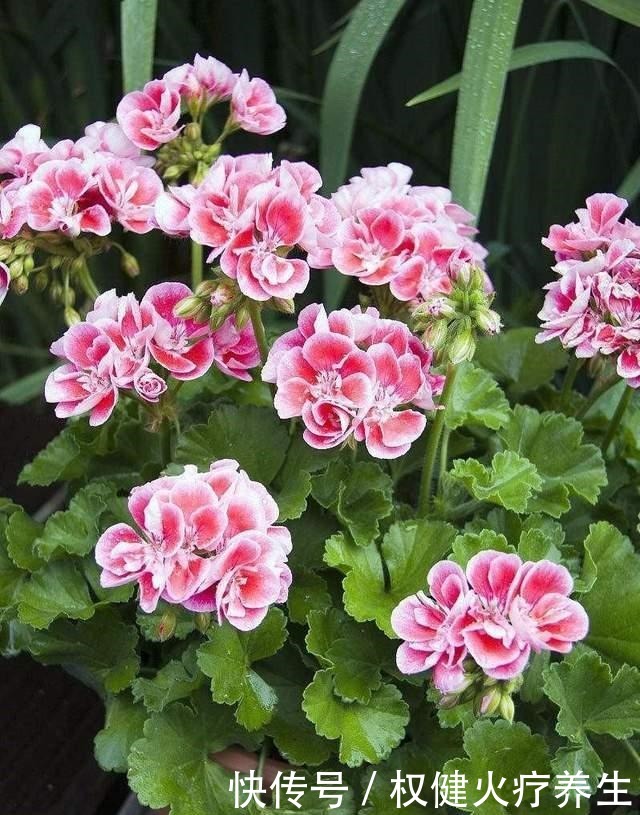 养花就要选开花多的品种，这3种花开花多，冬天也能养！