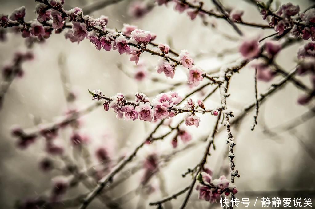 梅花|王安石的一首集句诗《梅花》，我的孤独，唯有春风能知