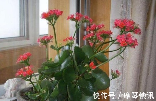 净化|家里放这3种花,味道清新还能除甲醛吸异味,天天呼吸新鲜空气