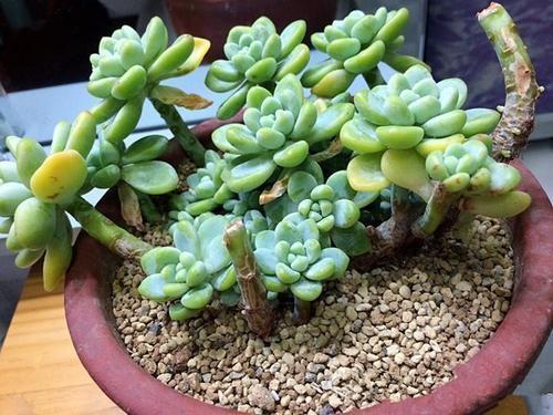 多肉植物不长个教你一个小技巧,呼呼冒出一堆新芽!