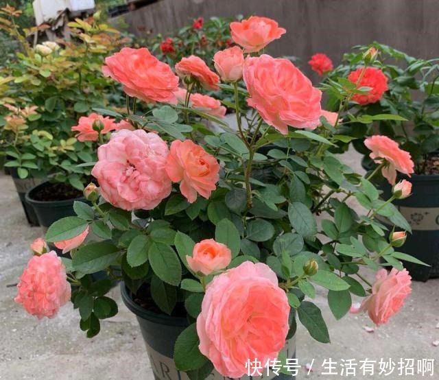 冬天能“扦插”花卉吗答案是肯定的,1个塑料瓶就行,25天生根!