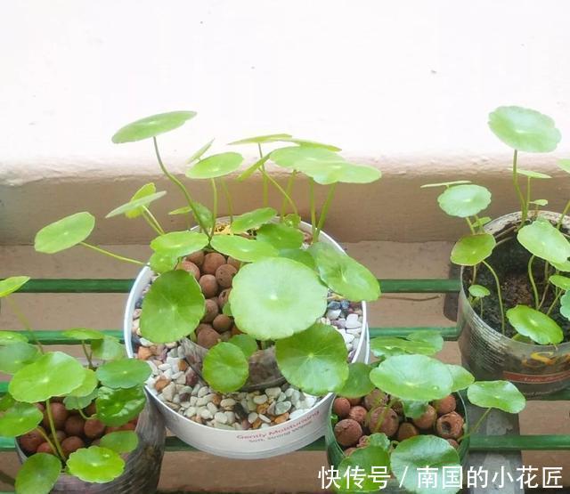 养铜钱|铜钱草不用买,去河边扯一点,浇点水就能活,两月长满盆