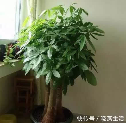 观赏价值|养花不如“养树”,这3种最合适,养人、旺财、吸甲醇,值!