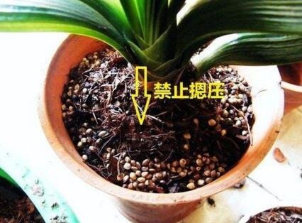 君子兰换盆，盆里埋“1种东西”，能养根，叶纹如网，一年2次花