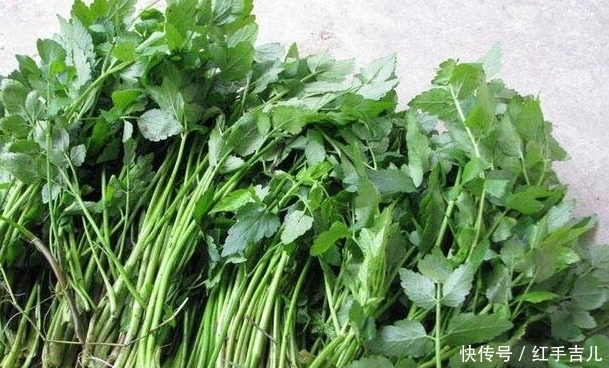 下痢腹痛|农村的这些野菜，既可以食用又可以药用，有降低血压的功效！