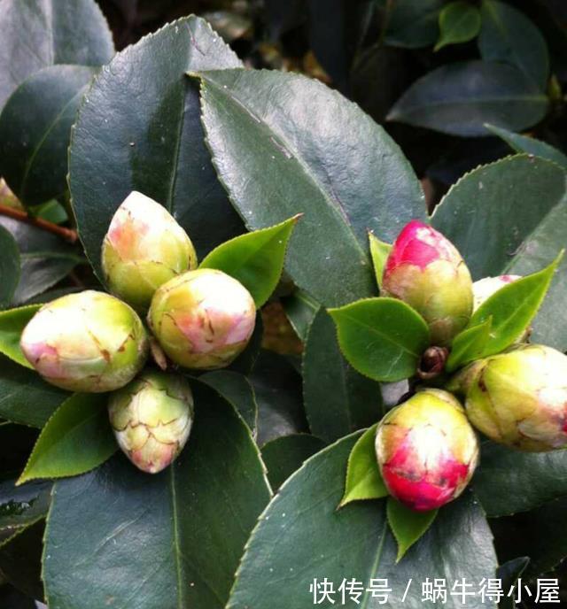 硫酸亚铁|六月养茶花,这“三位置”留点水,冠幅大一圈,次月花苞咕噜冒