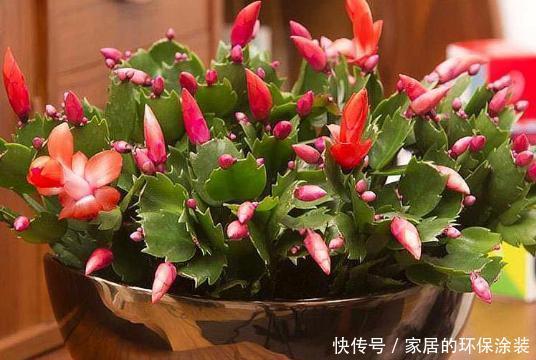 塑料袋|塑料袋养花:6个小方法,看完就有人后悔以前全扔了