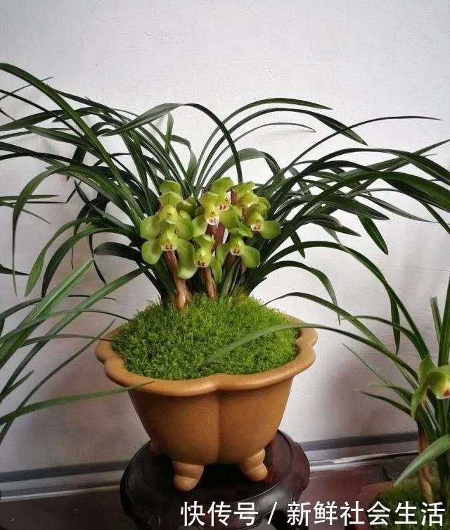 养花换盆换土,记得做关键“1步”,不然全是“白干”,别忽视!