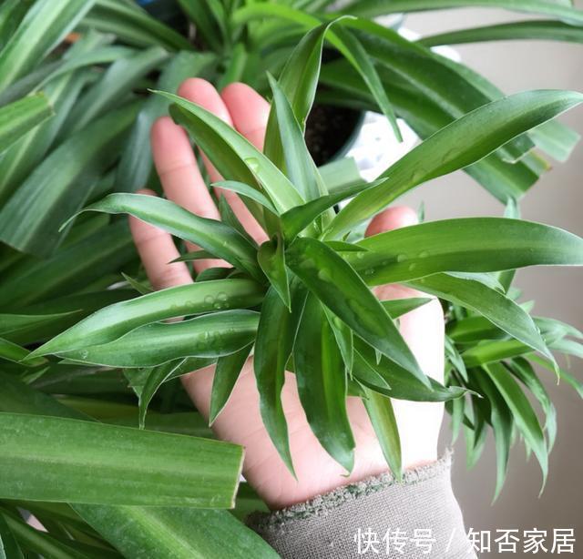 特别好养|养花技巧:折腾不死的25种花,咋养都爆盆,懒人最适合