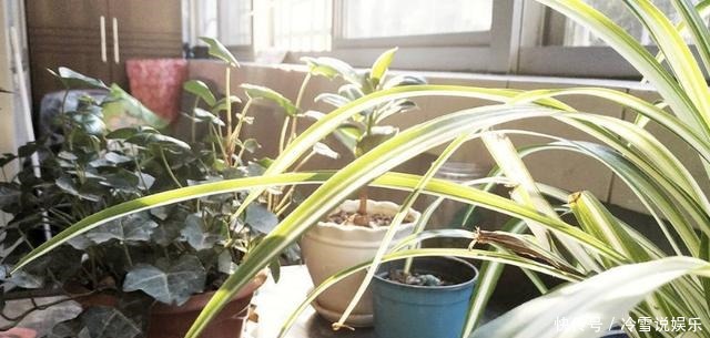 根部|养富贵竹、君子兰、绿萝,一对一喂”神仙水“才根壮叶绿