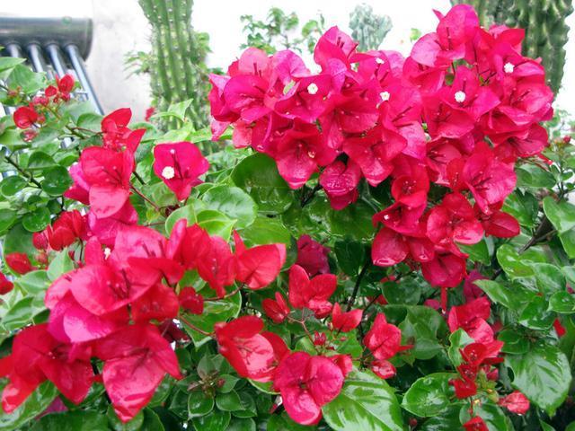 为什么花友的三角梅开花少学会几招,立马爆花停不下!