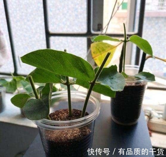 正好碰到路边修剪2种树，捡点枝条拿回家，扦插成盆栽开花香极了！
