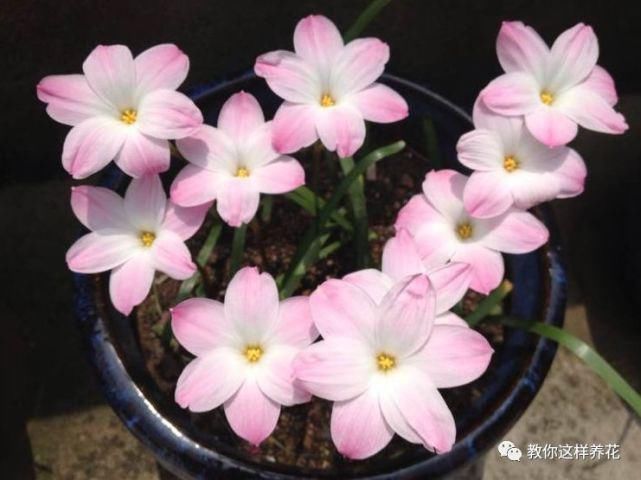 这种球乱养都能活,丢盆里1个月开花,开花太惊艳