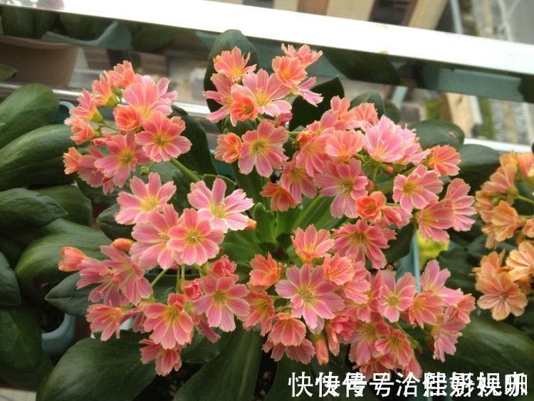 别再养绿萝吊兰了，此盆栽花漂亮又好养，家里种一棵，四季有花赏