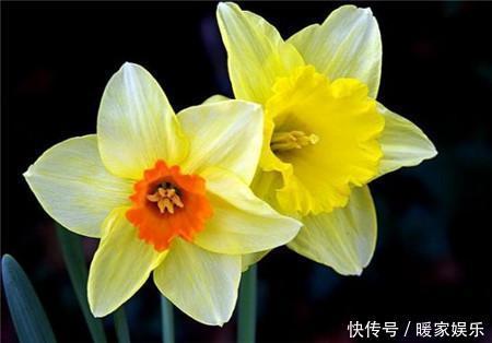 这8种花,冬天非但冻不死,还花开不断,挤满整个阳台!