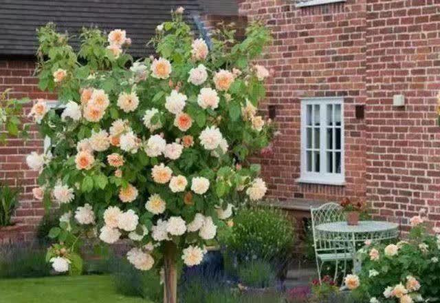 不论有没有院子,我都建议花迷们养一棵,藏不住的高雅气质