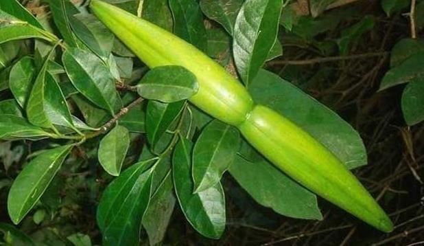 农村|农村一种野草,人称“羊角藕”,长田里就被砍,却有很多用处