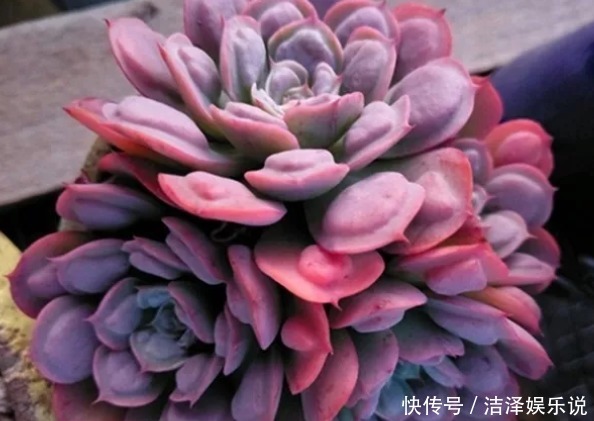 手捧花|学会3招,多肉养成“手捧花”,七夕情人节,最漂亮的礼物!