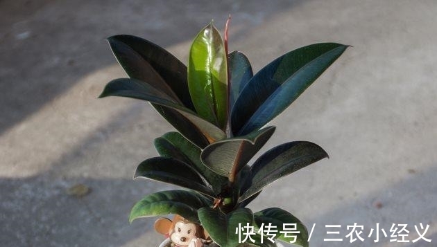 毒性|家里有孕妇能养橡皮树吗?