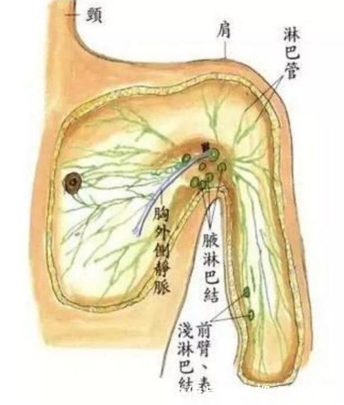 腹股沟|你的颜值，淋巴决定！学会3妙招，彻底打通经络，百病尽消！