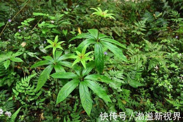 一枝花|“杂草”价值也很高,七叶一枝花比盆景贵,作用更多