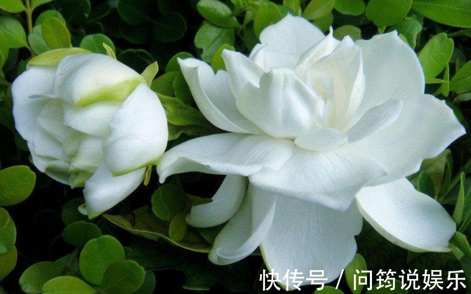 养花|家中养花不要乱，6种“镇宅花”可以养，2种“破财花”不能养