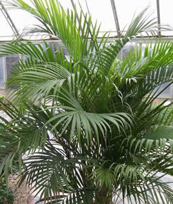 家里养4种“观叶花”，浇水越“勤”，长得“越漂亮”，你养了吗