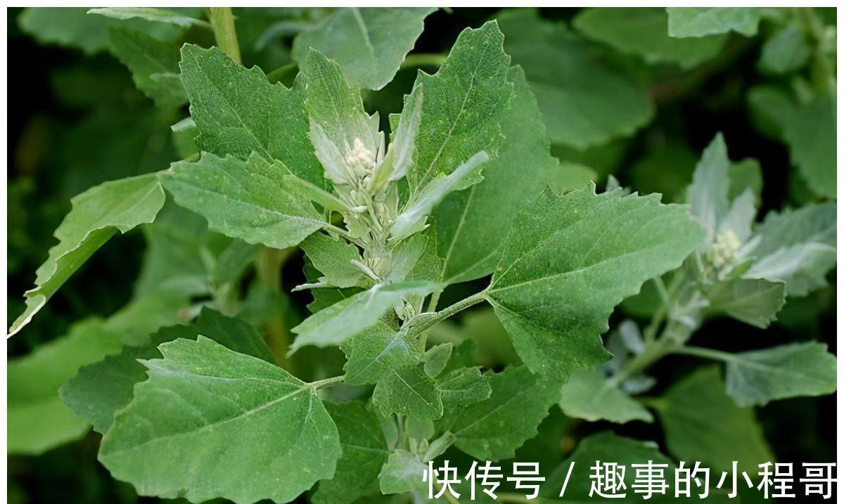 草本植物|农村7种野菜,在南方冬季可以采挖来吃,你都吃过几种?不要错过
