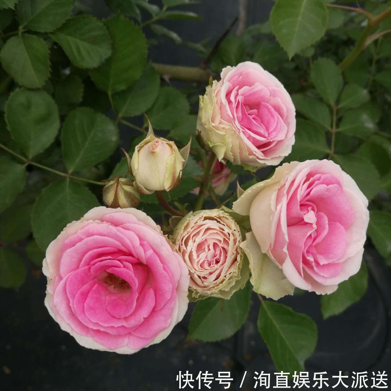 月季|如果你的院子够大，趁早种上这爬藤花苗，来年庭院开成一片花海