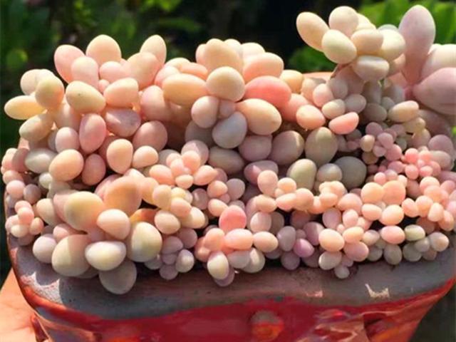 小苗|多肉贵货自己也能养出来找对方法,花些时间,养出贵货不太难