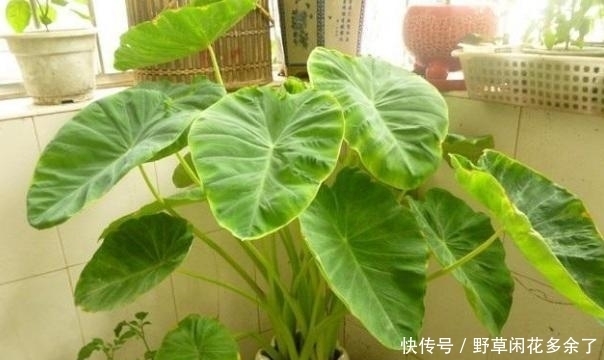 养花就像培育孩子成才,早点找出问题纠正坏习惯,才能长得好