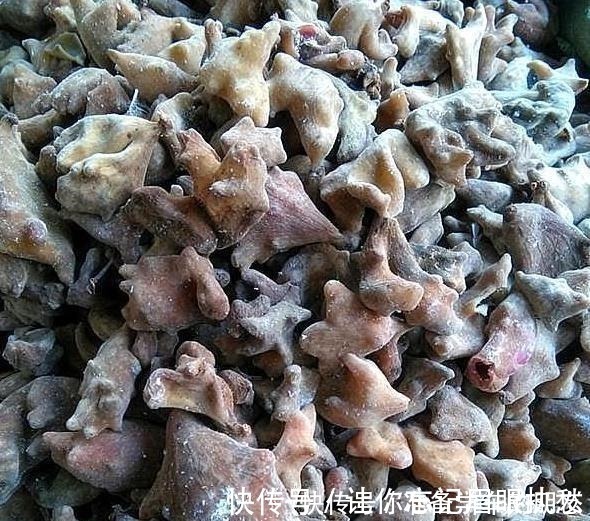 当害草|一种野果切开满是“虫子”,以前当宝、现在当害草,不料价比珍珠!