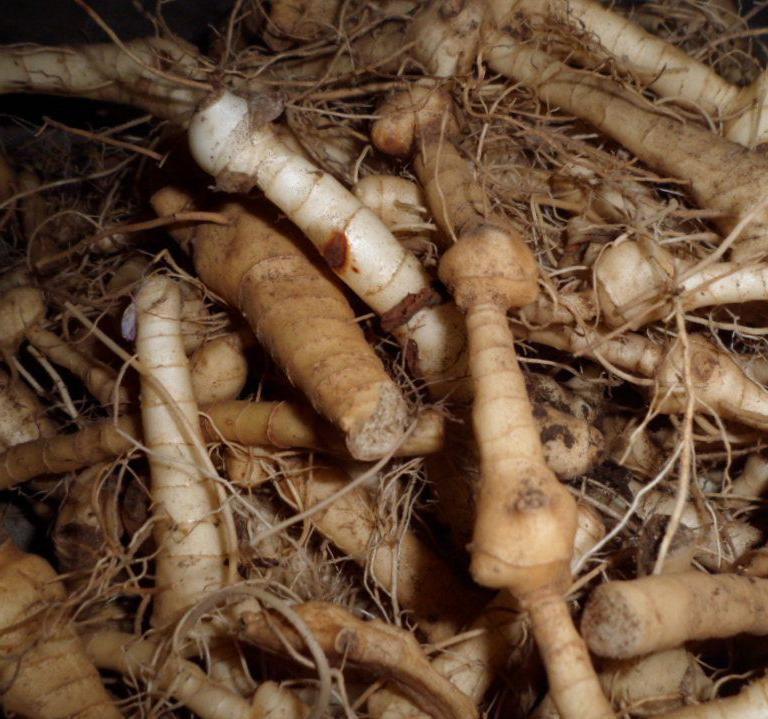野生植物|农村常见的野生植物,农村娃视其为零食,殊不知可以入药