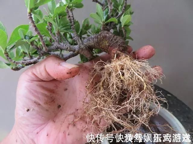 扦插|家庭养花,塑料瓶是“宝贝”,学会5个使用“小妙招”,一生受用