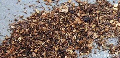 春天换盆“旧土”怎么办加2种“东西”，养花肥沃疏松，能爆盆