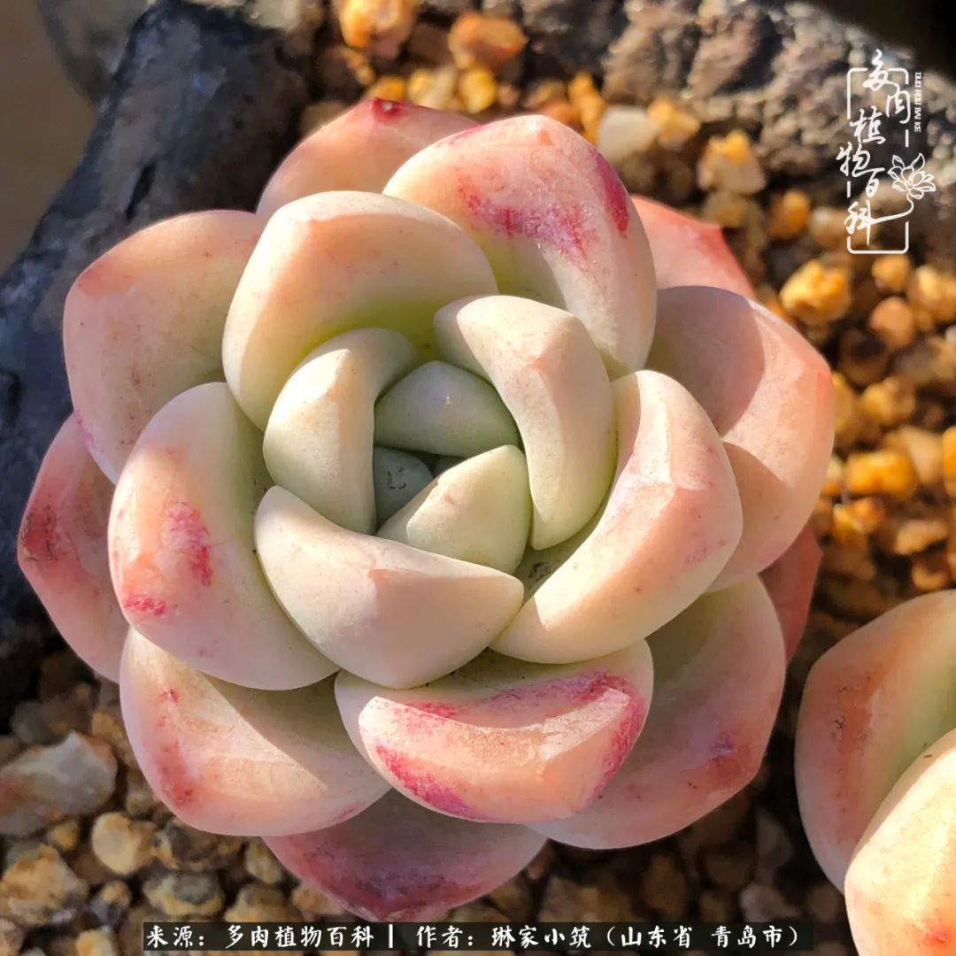 多肉|有史以来最厉害的一场寒潮，治好了我养多肉这些年的“坏毛病”