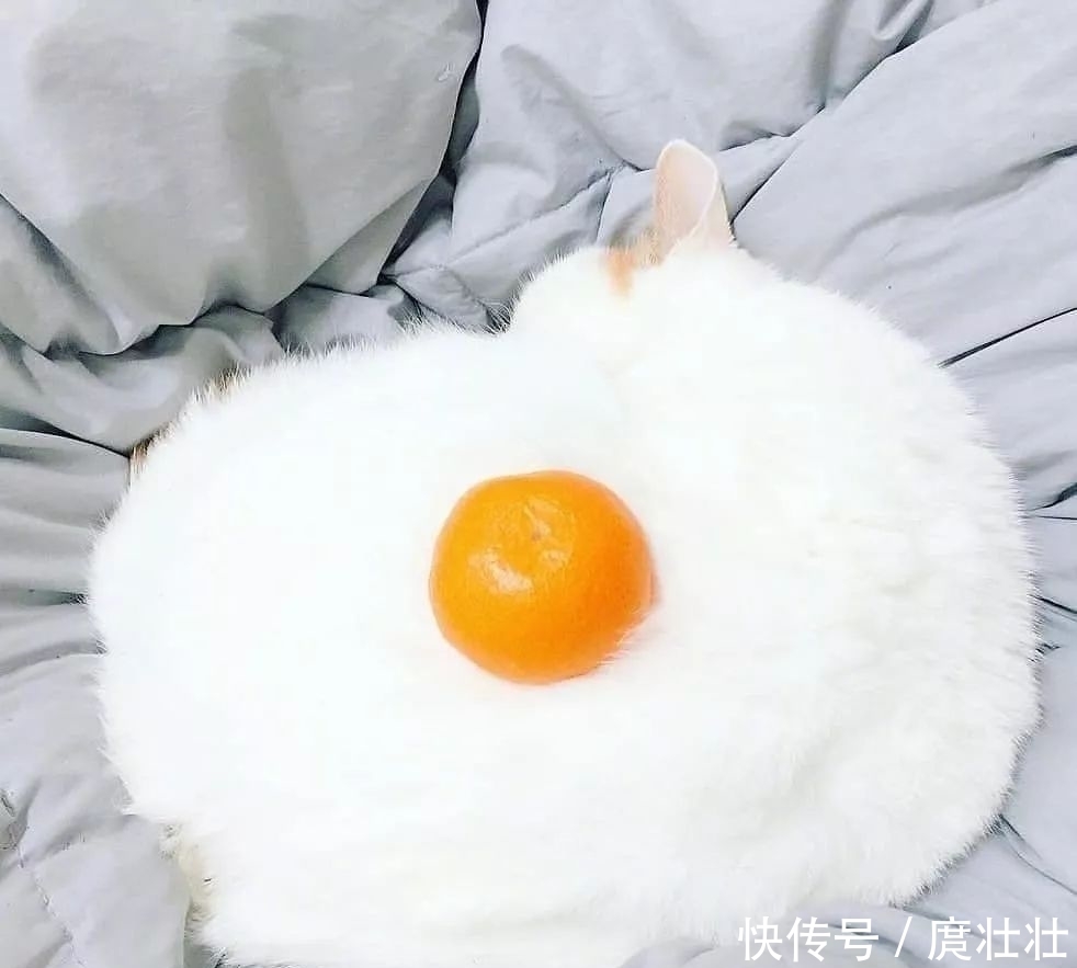 一大|这里有一大波新鲜的猫饼,有人想要的吗?