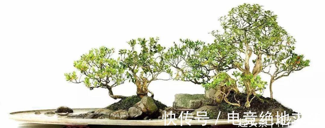 树石盆景:在堤岸坡脚处留出一条透水的缝隙,可享浇水无忧!