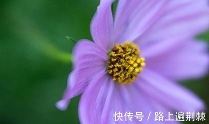 祥云|7月,相思刻骨，祥云绕天，喜鹊报喜，真情不负，爱情事业双收