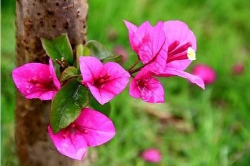 这几种类型的花草,最好不要从网上买,很难养活