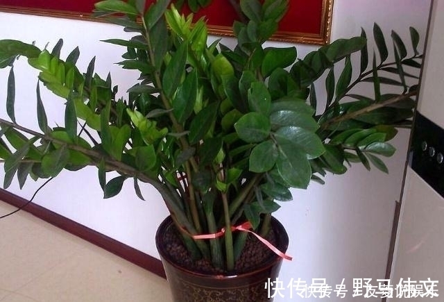 叶片|这5棵“树”太贵了,偷偷摘一截枝条就养活了,不用花钱买啦!