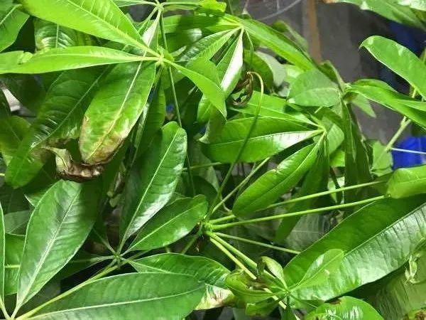 花叶子噗噗冒水珠,恭喜你,把花养灵了!