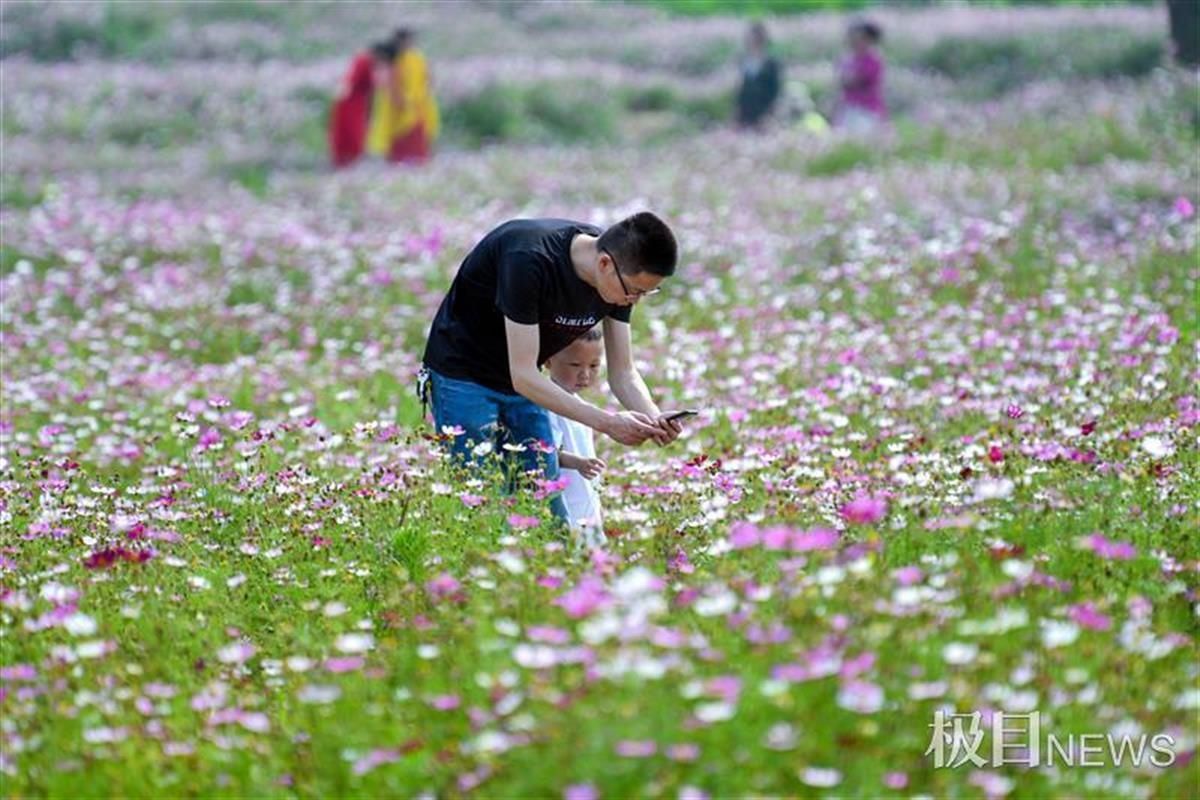 格桑花海绽放