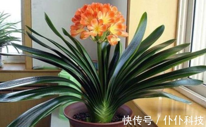 水溶肥|养君子兰要会施肥,适合它的肥料有“3种”,不同时期用法不同